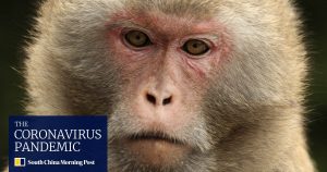 oxford-vaccine-effective-in-monkeys-heading-for-mass-production-in-india.JPG Oxford vaccine effective in monkeys, heading for mass production in India