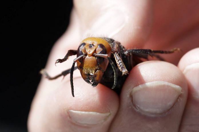 Experts say ‘murder hornets’ are overhyped