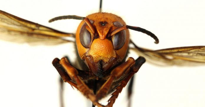 “Murder hornet” spotted in the United States