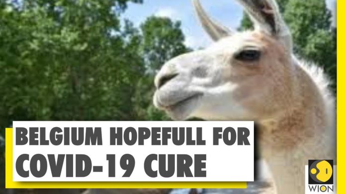 Llama antibodies could help fight COVID-19 | Coronavirus Cure | World News