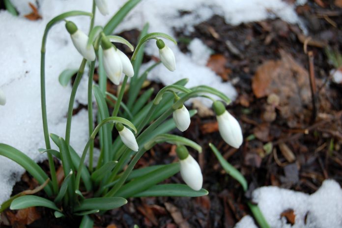 Snow falls in Central Park in May for first time since 1977