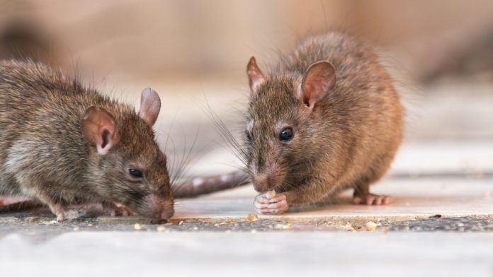 People In Hong Kong Are Becoming Ill With Rat Hepatitis For First Time Ever. No One Knows How It’s Happening.