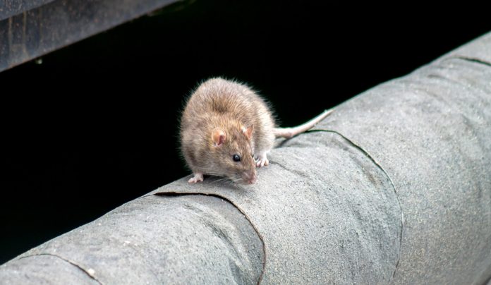 Rats are mysteriously infecting humans in Hong Kong with hepatitis