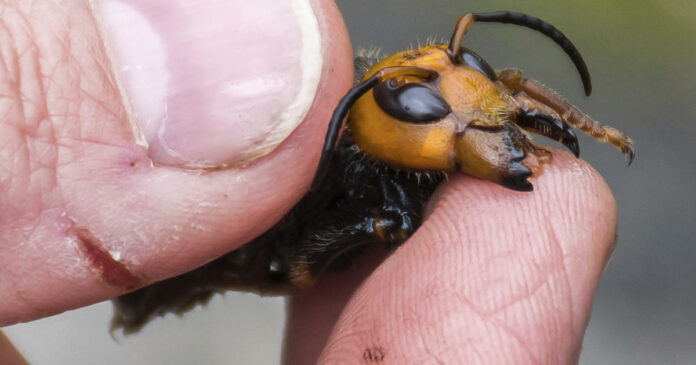 Forget “murder hornets,” experts say — this is the real “murder insect”