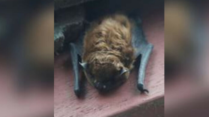 Bat found on balcony in Fremont tests positive for rabies