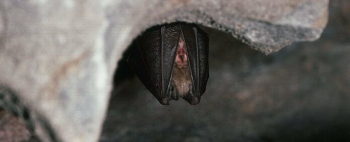 Researchers Find Another Virus in Bats That’s Closely Related to SARS-CoV-2