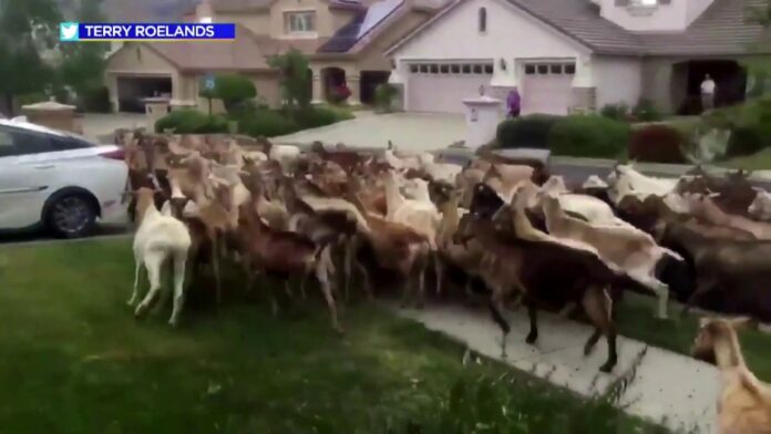 Goats invade California neighborhood