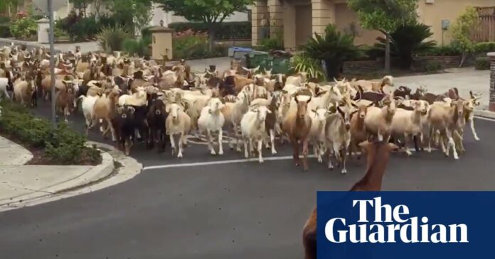 Grazing hell: 200 escaped goats hoof it through California neighborhood