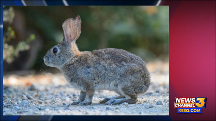 Deadly rabbit disease found in Palm Springs; 1st-time disease is found in CA
