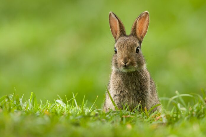 Lethal rabbit virus discovered in California for first time