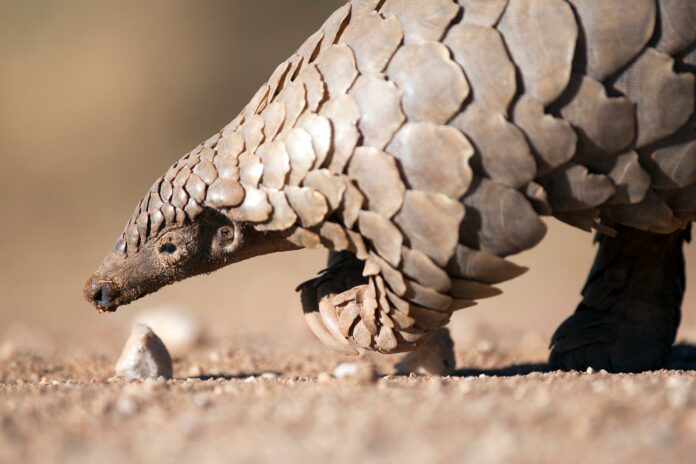New Genetic Analysis Shows COVID-19 Coronavirus Did Not Spill Over From Pangolins (Scaly Anteaters)