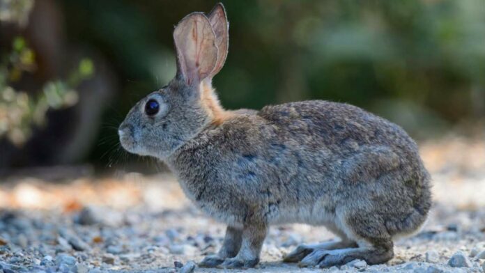 Highly Contagious and Deadly Rabbit Disease Found in California for First Time