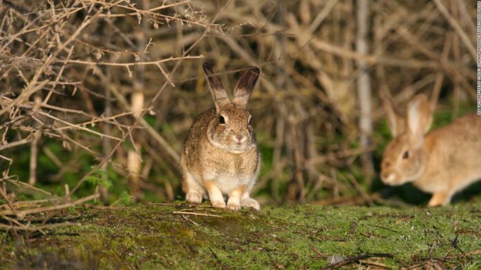 A deadly virus is sweeping multiple states. At risk are rabbits