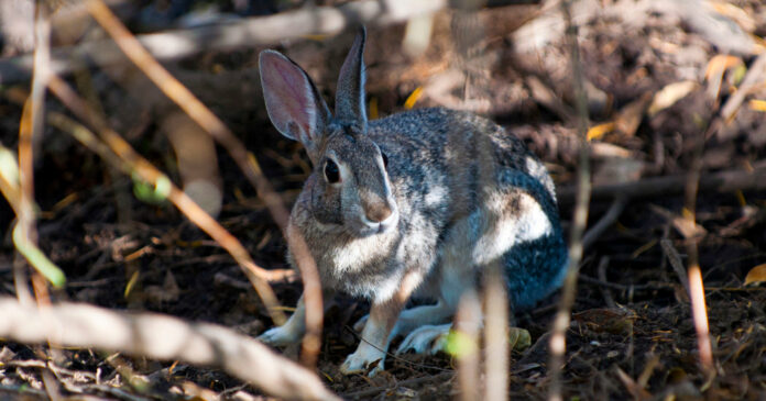 A New Viral Outbreak Is Killing Rabbits