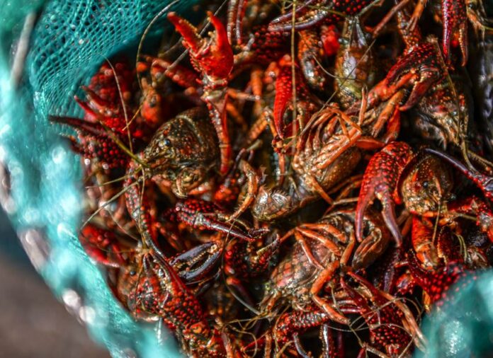 100 people at 3 Louisiana crawfish farms diagnosed with coronavirus in first workplace cluster