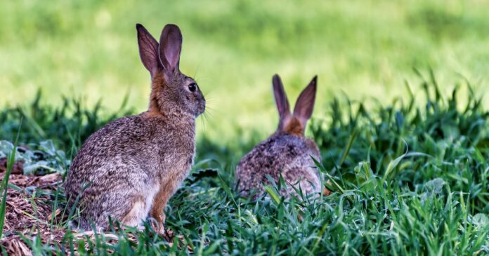 Rabbits In The U.S. Are Facing A Deadly New Virus Outbreak Of Their Own