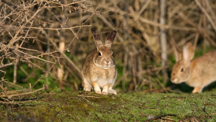 Rabbits are facing a deadly virus of their own