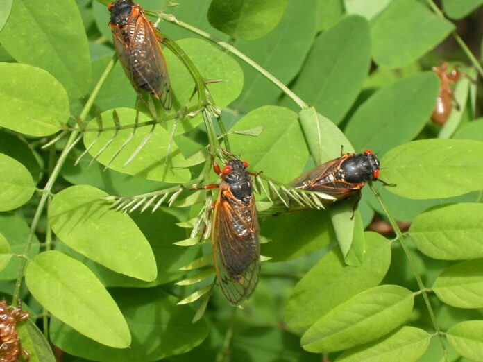 After 17 years underground, vast army of cicadas set to emerge