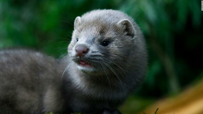 A mink may have infected a human with Covid-19, Dutch authorities believe
