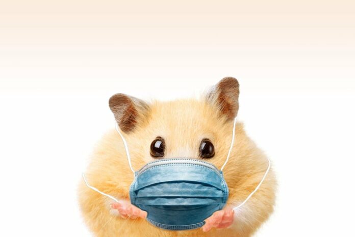 That Viral Mask Study Was Done On Hamsters