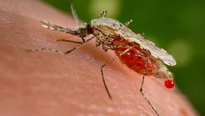First human case of West Nile virus hits New Mexico