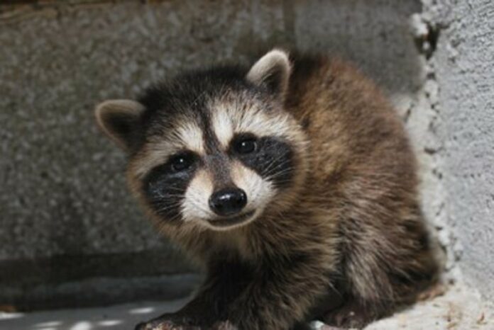 Two Dacula children attacked by rabid fox