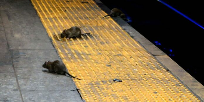 Coronavirus: Hungry rats grow aggressive as US restaurants remain shut
