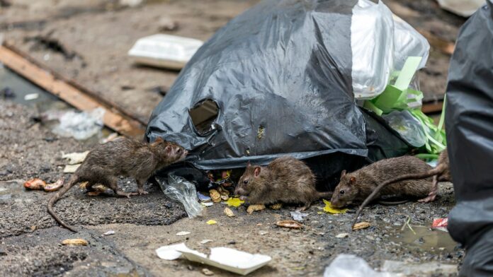 Desperate rats are brazenly searching for food during the coronavirus pandemic, CDC warns