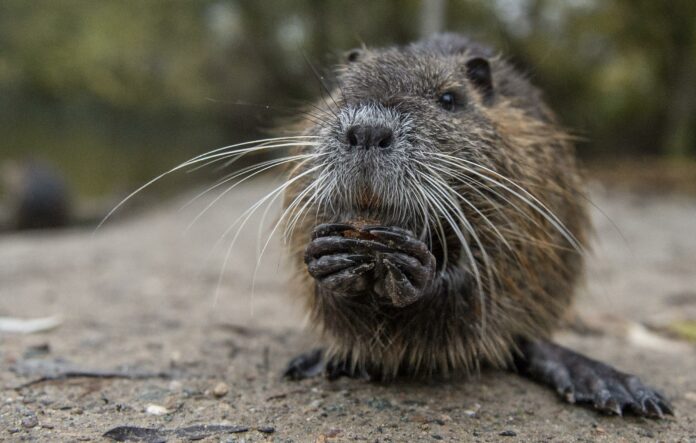 Coronavirus: Aggressive rodents looking for new food sources as restaurants remain closed, CDC warns