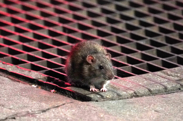 CDC warns of ‘aggressive rodent behavior’ as lockdown orders lift