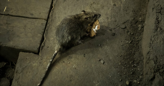 ‘Aggressive’ Rats May Increase During Pandemic, C.D.C. Says