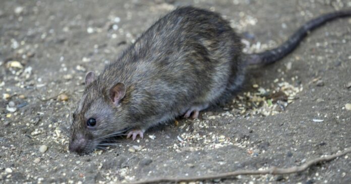 Ravenous rats await restaurant-goers after 2 months of food deprivation, CDC warns