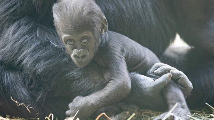 Baby gorilla at Seattle zoo badly injured in family skirmish