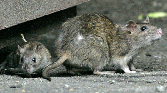 CDC warns of ‘aggressive’ rats searching for food during shutdowns