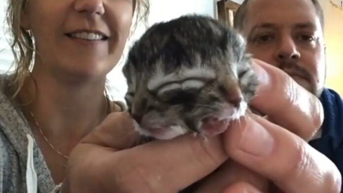 Biscuits and Gravy, the kitten born with two faces, dies