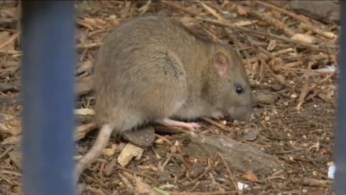 CDC warns of unusual, aggressive rats because of pandemic -TV