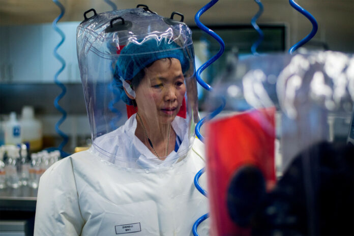 China’s ‘bat woman’ researcher warns coronavirus is just ‘tip of iceberg’