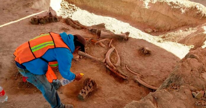 Remains of 60 Mammoths Found in Mexico