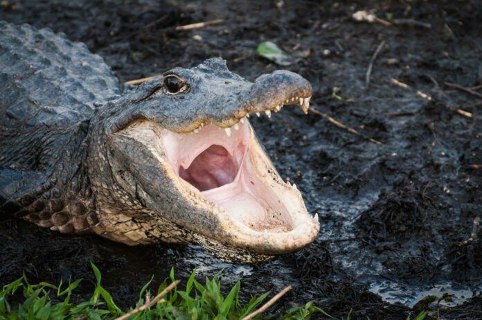 South Carolina golfer films alligators in brutal fight on golf course