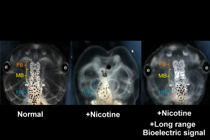 Defects in developing frog brain can be prevented or repaired with bioelectric drugs