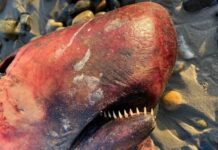 Rare whale with long, spiky teeth washes up at California beach