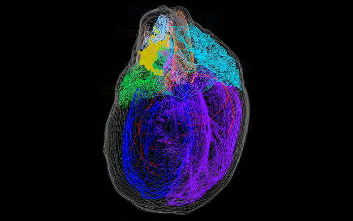 Creating the first 3D map of the heart’s ‘brain’