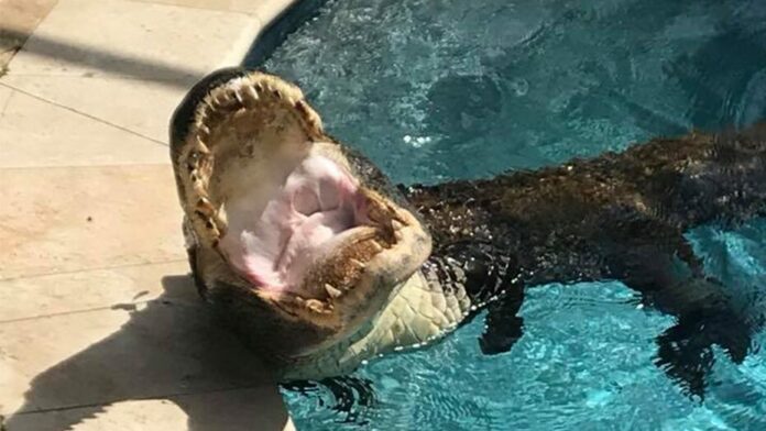 Family finds alligator relaxing on alligator pool float in Florida