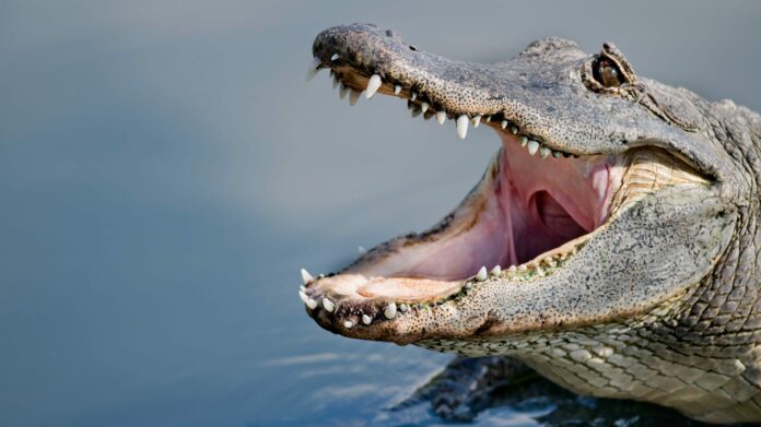 Large alligators filmed wrestling each other in the middle of South Carolina golf course