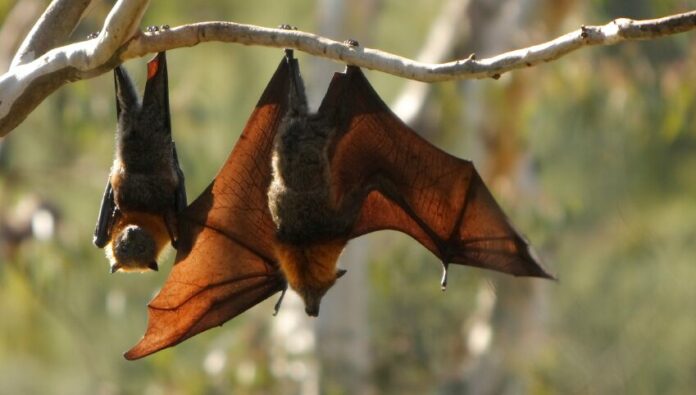 New coronavirus found in bats is ‘closest relative’ to SARS-CoV-2 seen yet