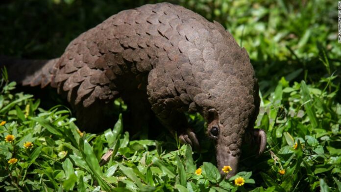 Pangolins may have incubated the novel coronavirus, gene study shows