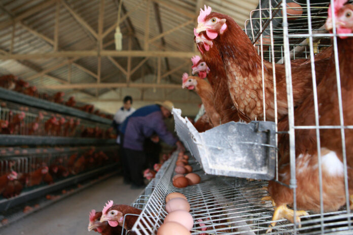 Scientists say an apocalyptic bird flu could wipe out half of humanity