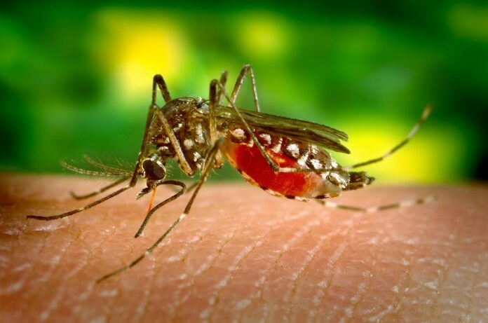 Second West Nile virus infection confirmed in Miami-Dade | TheHill