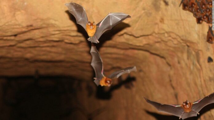6 reasons why bats aren’t enemies: They help make tequila, and other surprising facts you may not know