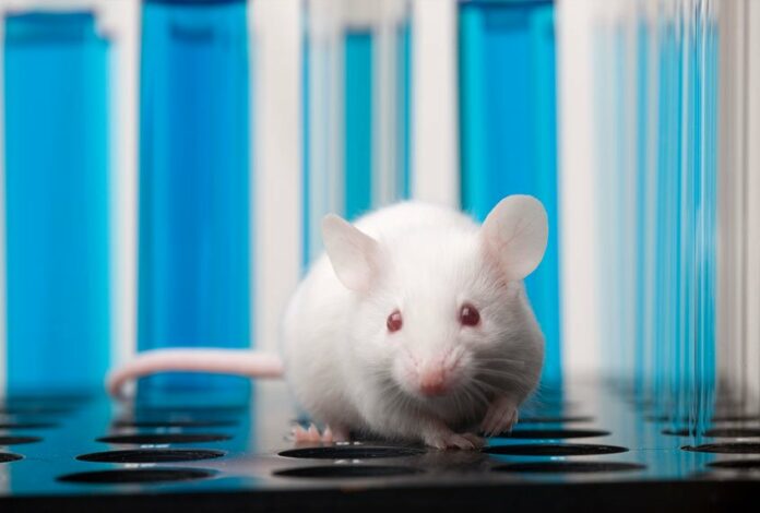 A neuroscientific study on mice hints at a path to suspended animation